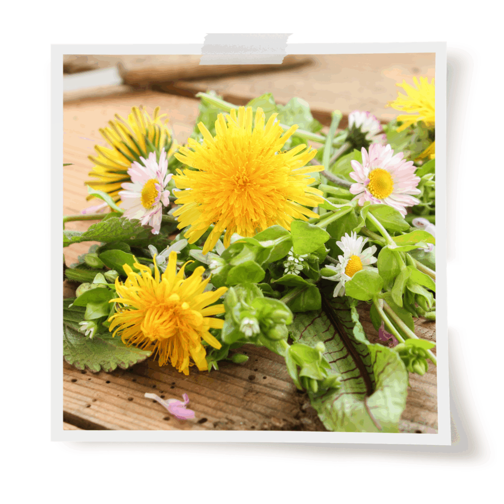 Löwenzahn Gänseblümchen Frühlingskäuter